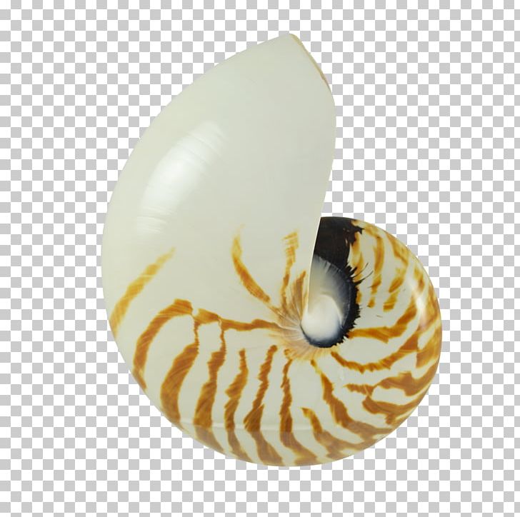Nautilidae Pecten Earring Seashell Molluscs PNG, Clipart, Animals, Beach, Conch, Cowry, Earring Free PNG Download