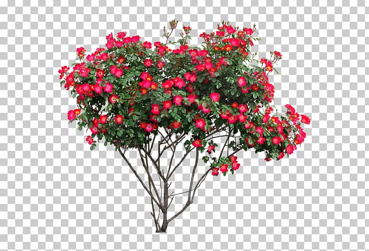 Shrub Flower Rose PNG, Clipart, Annual Plant, Branch, Cay, Cut Flowers, Flower Free PNG Download