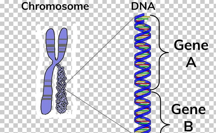 Chromosome DNA Gene BBC Bitesize PNG, Clipart, Angle, Area, Bbc, Bbc Bitesize, Bitesize Free PNG Download