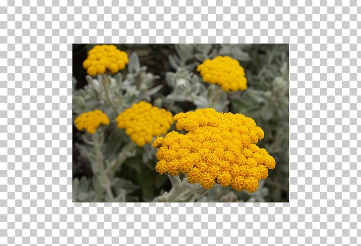 Curry Plant Helichrysum Arenarium Daisy Family Oil PNG, Clipart, Common Sunflower, Common Wormwood, Curry Plant, Daisy Family, Essential Oil Free PNG Download