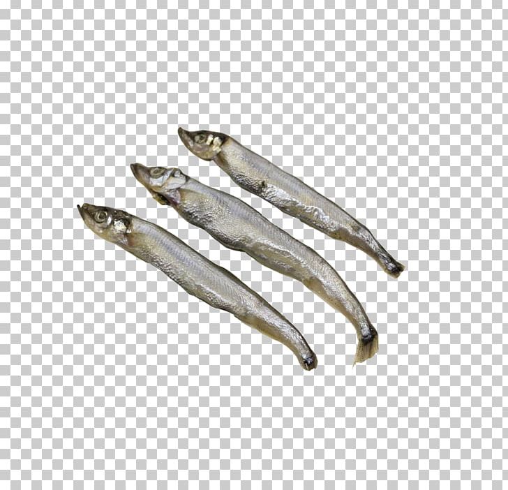 Silverfish Euclidean PNG, Clipart, Aberdeen, Anchovies As Food, Aquarium Fish, Capelin, Dry Free PNG Download