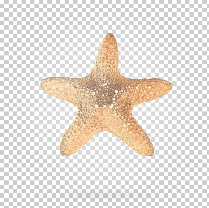 Starfish Przetwarzanie Danych Osobowych Ornamental Plant CAPTCHA Floral Design PNG, Clipart, Captcha, Data, Echinoderm, Floral Design, Garden Roses Free PNG Download