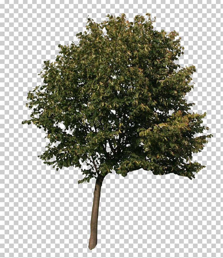 American Sycamore Quercus Acutissima English Oak Tree 3D Computer Graphics PNG, Clipart, 3d Computer Graphics, 3d Modeling, 3ds, American Sycamore, Autodesk 3ds Max Free PNG Download