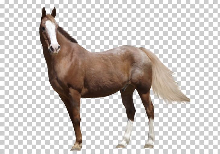 Mare Appaloosa Arabian Horse American Paint Horse Foal PNG, Clipart, American Paint Horse, Appaloosa, Arabian Horse, Art, Bay Free PNG Download