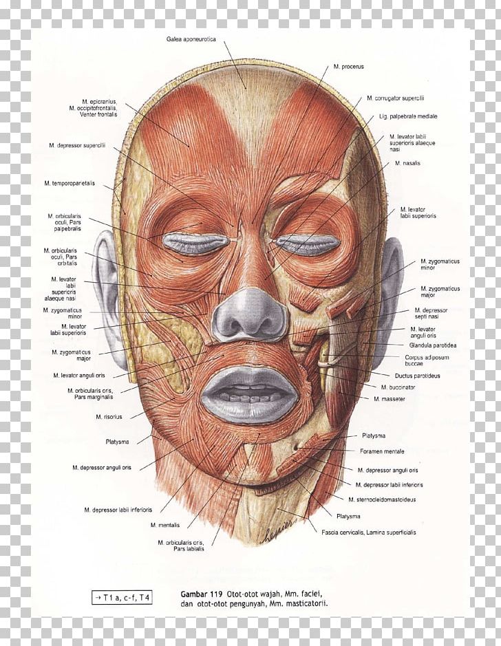 Orbicularis Oculi Muscle Facial Muscles Zygomaticus Major Muscle Levator Anguli Oris PNG, Clipart, Anatomy, Atlas, Document, Drawing, Ear Free PNG Download
