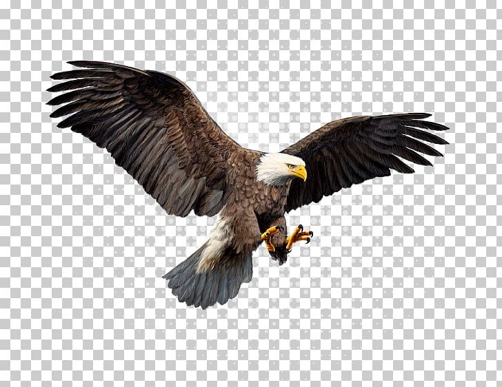 Bald Eagle Advertising Agency Lamon Media Group Hawk PNG, Clipart, Accipitriformes, Advertising, Advertising Agency, Bald, Bald Eagle Free PNG Download