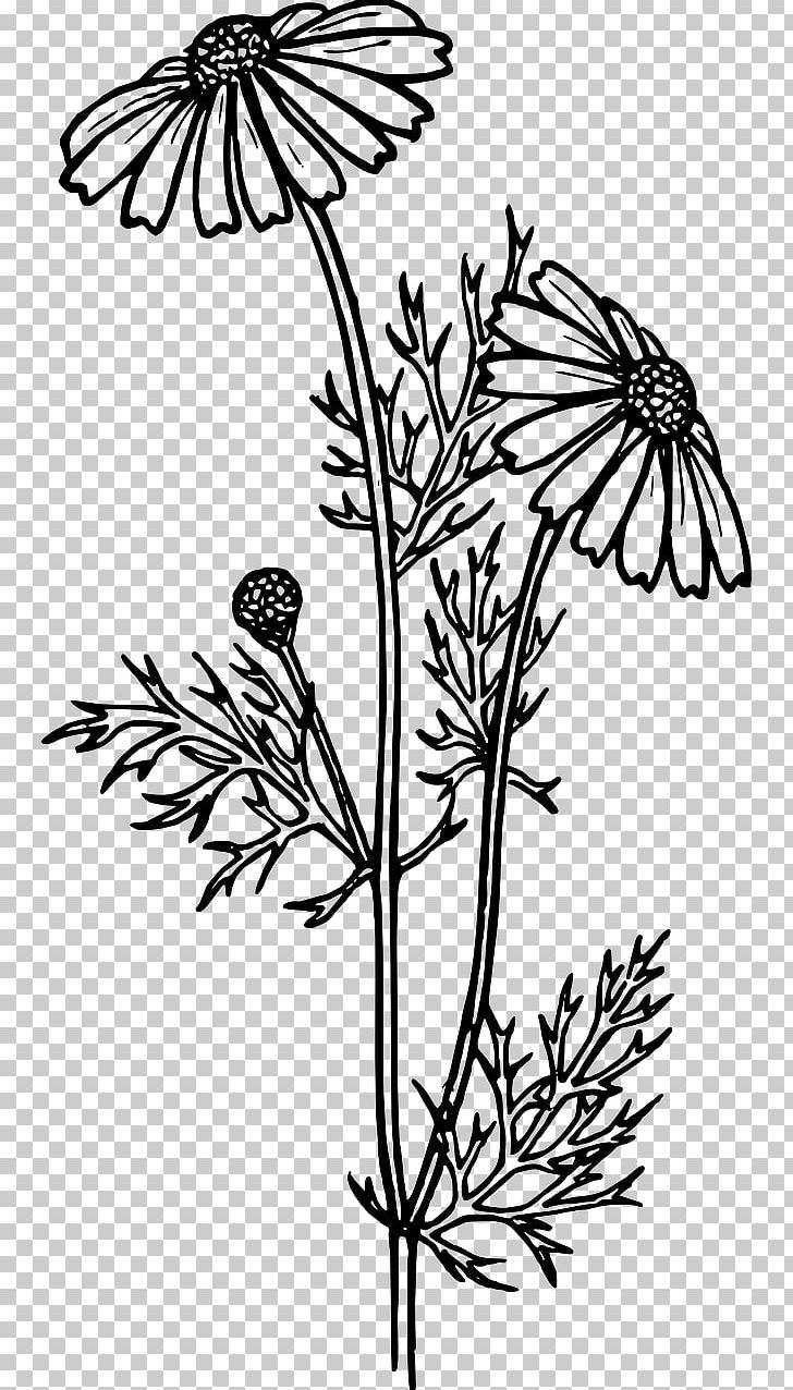 Coloring Book Flower Bouquet Common Daisy Adult PNG, Clipart, Adult, Black And White, Branch, Brush Footed Butterfly, Butterfly Free PNG Download