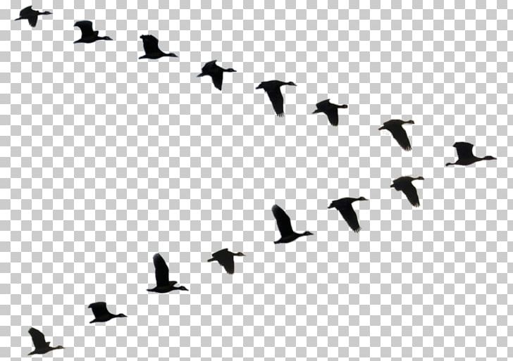Duck Bird Flight Goose Flock PNG, Clipart, Animal Migration, Animals, Beak, Bird, Bird Migration Free PNG Download