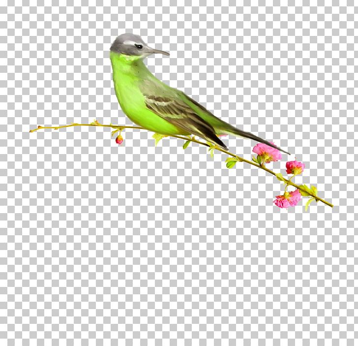 Bird PNG, Clipart, Animals, Beak, Beautiful Birds, Branch, Computer Icons Free PNG Download
