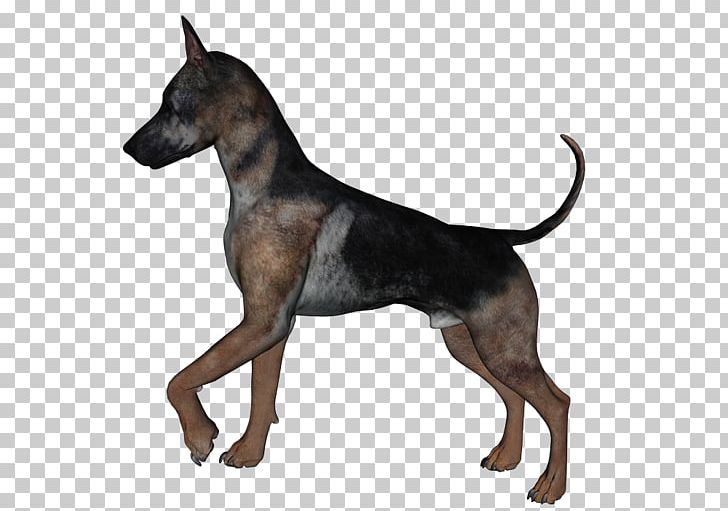 English Toy Terrier Manchester Terrier PNG, Clipart, Animals, Art, Black And Tan Terrier, Carnivoran, Computer Graphics Free PNG Download