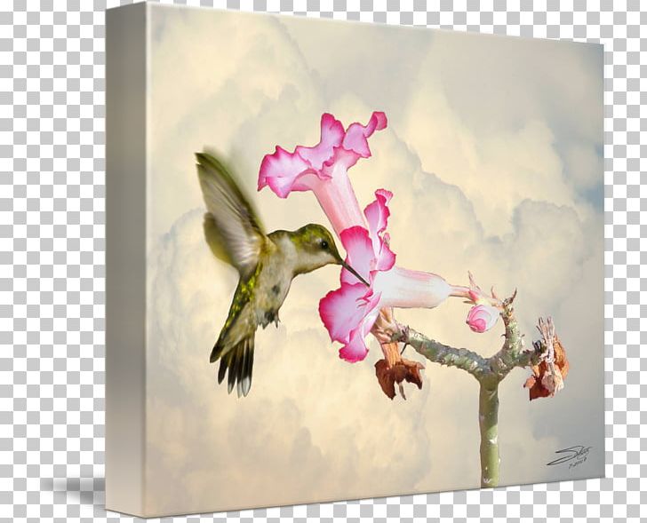 Hummingbird Watercolor Painting Rose PNG, Clipart, Adenium, Adenium Obesum, Animals, Art, Artist Trading Cards Free PNG Download