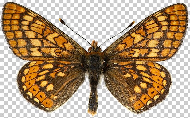 Monarch Butterfly Lycaenidae Pieridae Marsh Fritillary PNG, Clipart, Argynnini, Arthropod, Bombycidae, Brush Footed Butterfly, Butterflies And Moths Free PNG Download