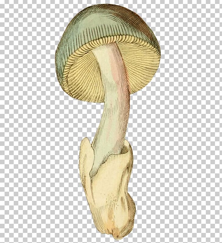 Shaggy Ink Cap Common Mushroom PNG, Clipart, Boletus Edulis, Chicken Thighs, Coprinus, Download, Food Free PNG Download