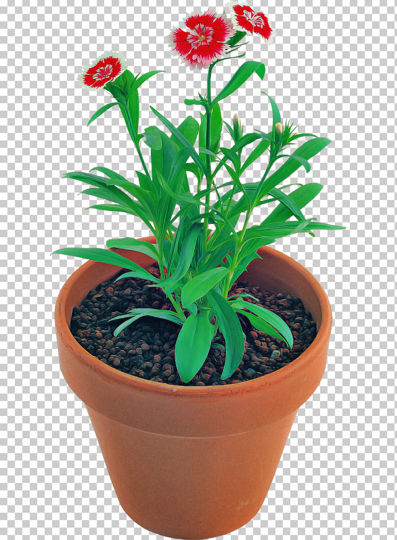 Flower Flowerpot Plant Houseplant Leaf PNG, Clipart, Flower, Flowerpot, Herb, Houseplant, Leaf Free PNG Download