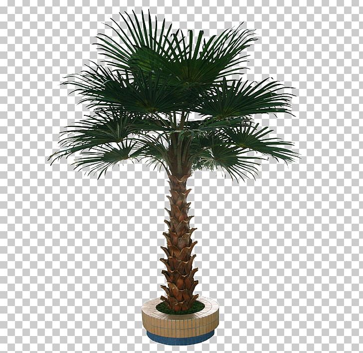 Washingtonia Robusta Tree Arecaceae Interior Design Services PNG, Clipart, Arecales, Borassus Flabellifer, Christmas Tree, Date Palm, Elaeis Free PNG Download