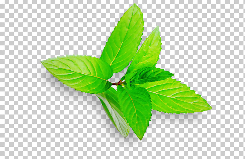 Leaf Green Plant Flower Herb PNG, Clipart, Flower, Green, Hemp Family, Herb, Herbal Free PNG Download