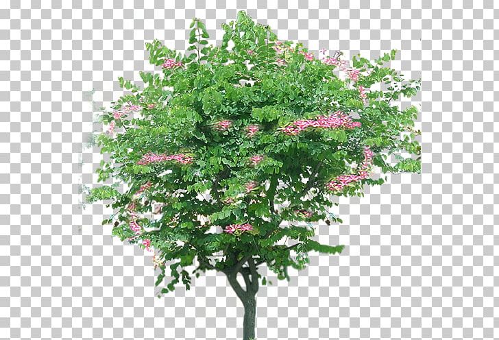 Bauhinia Xd7 Blakeana Tree PNG, Clipart, Bauhinia Xd7 Blakeana, Big, Big Flower, Branch, Digital Image Free PNG Download