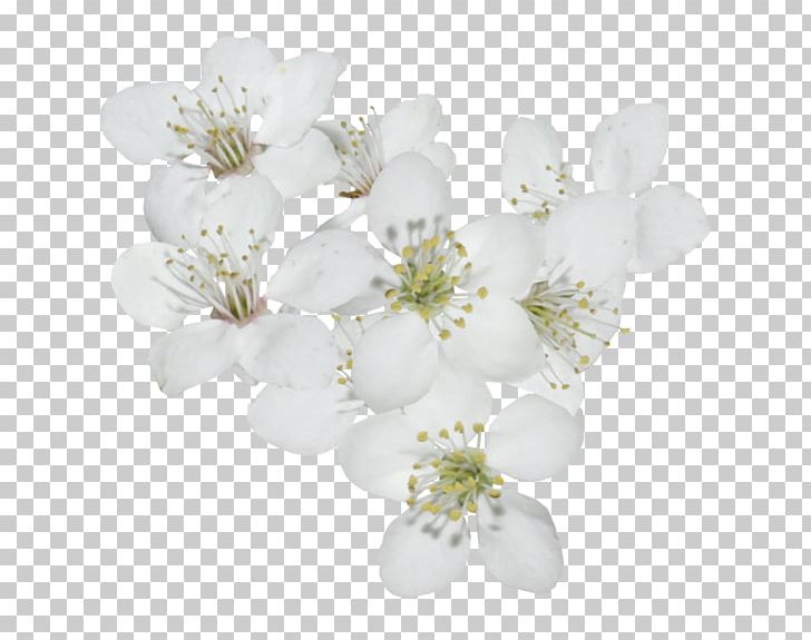 Cherry Blossom Cerasus PNG, Clipart, Blossom, Branch, Cerasus, Cherry, Cherry Blossom Free PNG Download