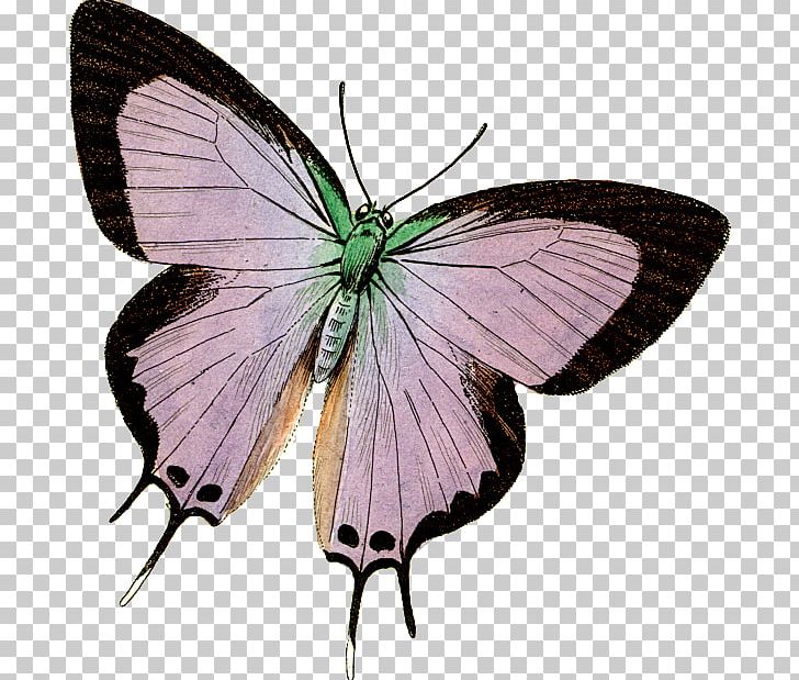 Clouded Yellows Brush-footed Butterflies Butterfly Moth Gossamer-winged Butterflies PNG, Clipart, Animal, Arthropod, Borboleta, Brush Footed Butterfly, Butterflies And Moths Free PNG Download