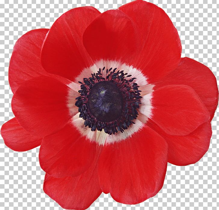 Common Poppy Japanese Anemone Flower Sticker PNG, Clipart, Anemone, Common Poppy, Flower, Flowering Plant, Green Free PNG Download