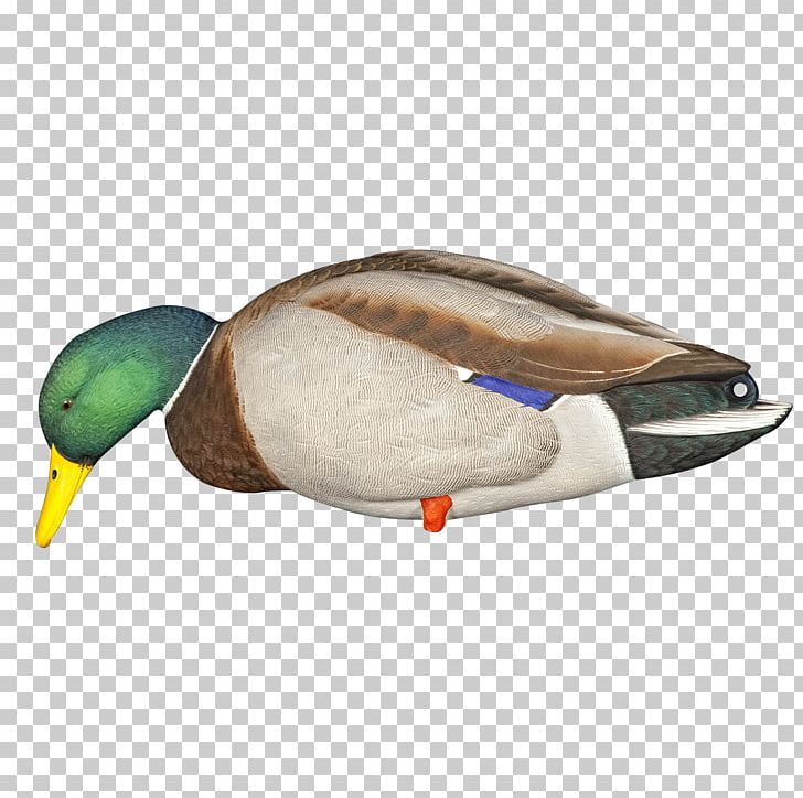 Mallard Goose Duck Decoy PNG, Clipart, Animal, Animals, Anseriformes, Beak, Bird Free PNG Download
