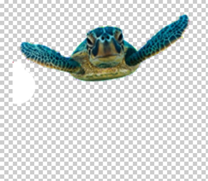 Green Sea Turtle Belize Barrier Reef Hol Chan Marine Reserve PNG, Clipart, Animal, Animals, Belize Barrier Reef, Discard, Endangered Species Free PNG Download