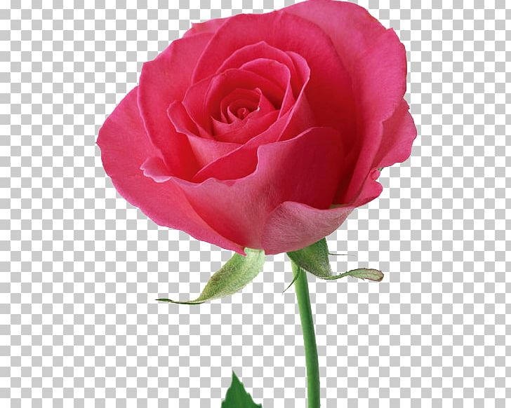 Rose Flower Pink PNG, Clipart, Blue, China Rose, Color, Cut Flowers, Floribunda Free PNG Download
