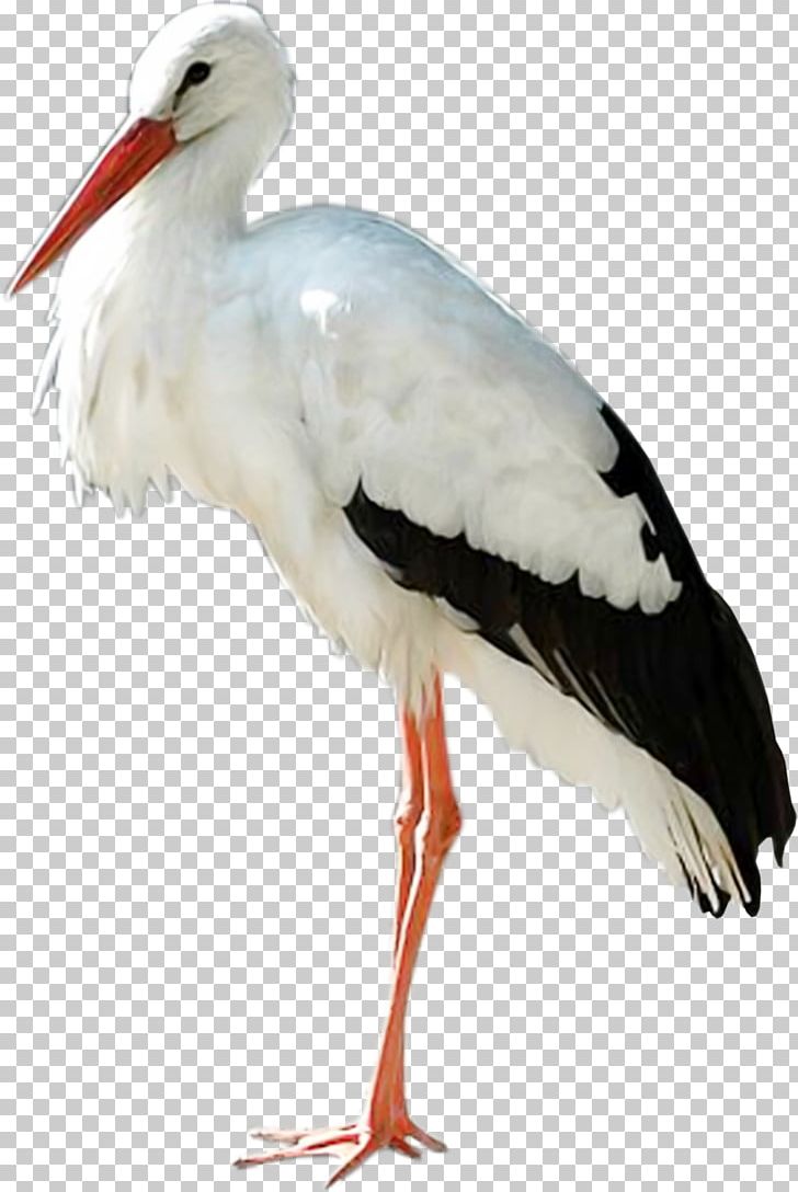 Stork PNG, Clipart, Stork Free PNG Download