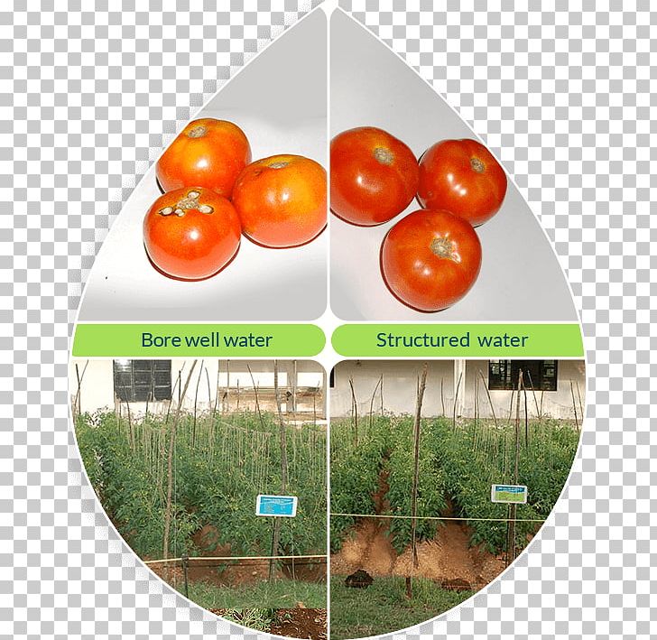 Tomato PNG, Clipart, Fruit, Local Food, Natural Foods, Potato And Tomato Genus, Raddish Free PNG Download