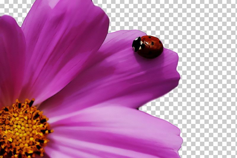 Garden Cosmos Nectar Insect Close-up Computer PNG, Clipart, Closeup, Computer, Garden Cosmos, Insect, M Free PNG Download