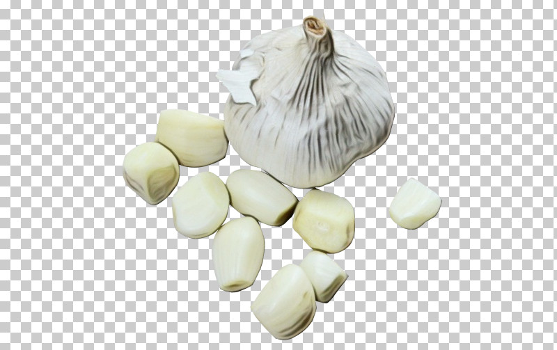 Garlic Plant Onion Science Biology PNG, Clipart, Biology, Garlic, Onion, Paint, Plant Free PNG Download