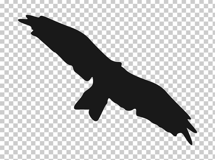 Bird Silhouette Kite Drawing PNG, Clipart, Angle, Animals, Beak, Bird, Black Free PNG Download