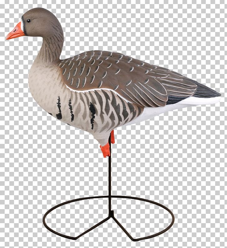 Greater White-fronted Goose Duck Mallard Decoy PNG, Clipart, Animals, Anserinae, Avery, Beak, Bird Free PNG Download