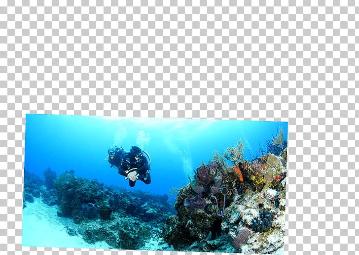 Playa Del Carmen Cozumel Caribbean Coral Reef Underwater Diving PNG, Clipart, Caribbean, Coral, Coral Reef, Coral Reef Fish, Cozumel Free PNG Download