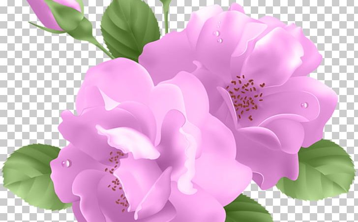 Blue Rose Flower PNG, Clipart, Annual Plant, Azalea, Blossom, Blue Rose, Desktop Wallpaper Free PNG Download