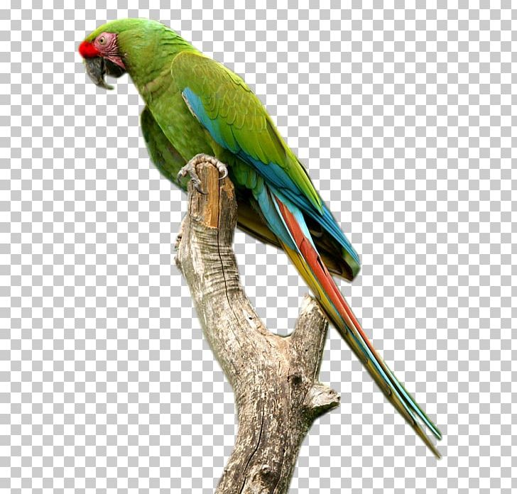 Budgerigar Macaw Parakeet Parrot PNG, Clipart, Beak, Bird, Blog, Budgerigar, Common Pet Parakeet Free PNG Download