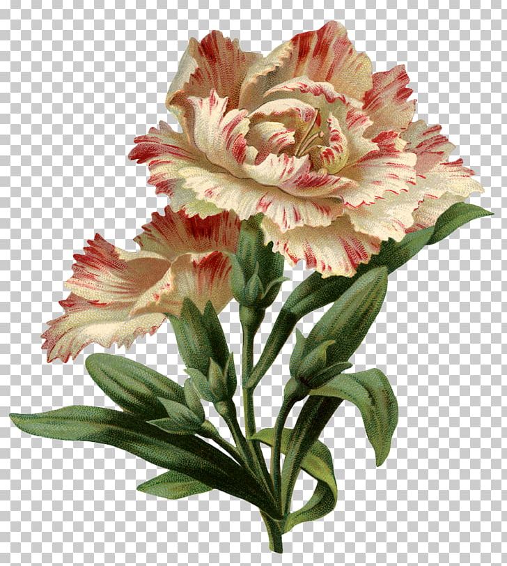 Flower PNG, Clipart, Alstroemeriaceae, Callalily, Cut Flowers, Floral Design, Floristry Free PNG Download