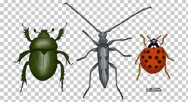 Weevil Beetle Insect Wing Flea Animal PNG, Clipart, Able, Animal, Animals, Arachnida, Arthropod Free PNG Download