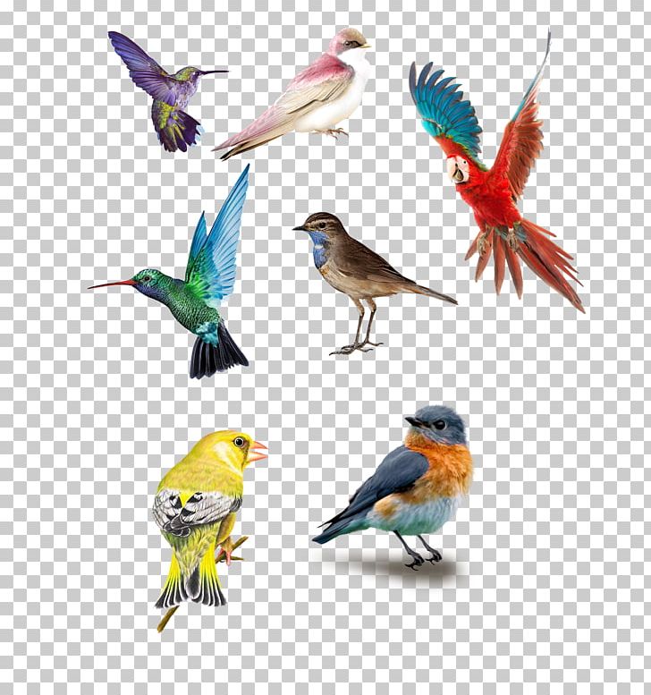 Bird Eurasian Magpie Parrot PNG, Clipart, Animal, Animals, Beak, Bird, Bird Cage Free PNG Download