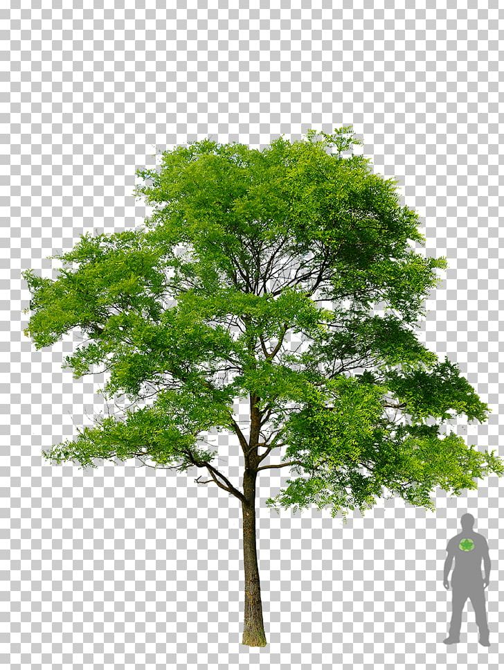 Honey Locust Tree Plant PNG, Clipart, Branch, Deciduous, Gleditsia, Honey Locust, Honey Locust Tree Free PNG Download