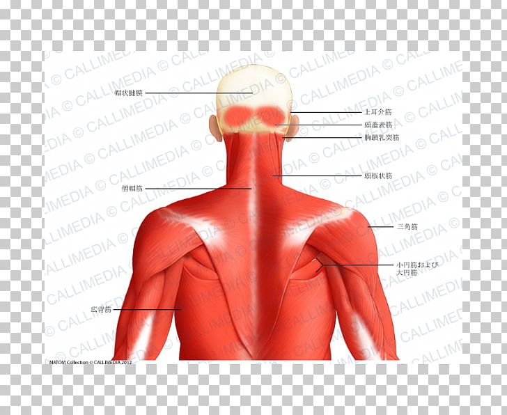 Muscle Posterior Triangle Of The Neck Head And Neck Anatomy Human Body Trapezius PNG, Clipart, Abdomen, Anatomy, Aponeurosis, Arm, Back Free PNG Download