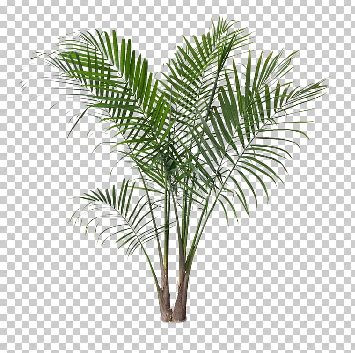 Ravenea Rivularis Houseplant Areca Palm Tree PNG, Clipart, Arecaceae, Arecales, Attalea Speciosa, Beaucarnea Recurvata, Borassus Flabellifer Free PNG Download