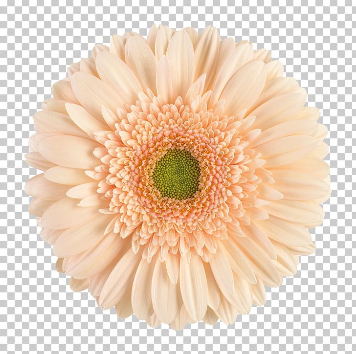 Transvaal Daisy Cut Flowers Chrysanthemum Double-flowered PNG, Clipart, Asterales, Chrysanthemum, Chrysanths, Cut Flowers, Daisy Free PNG Download