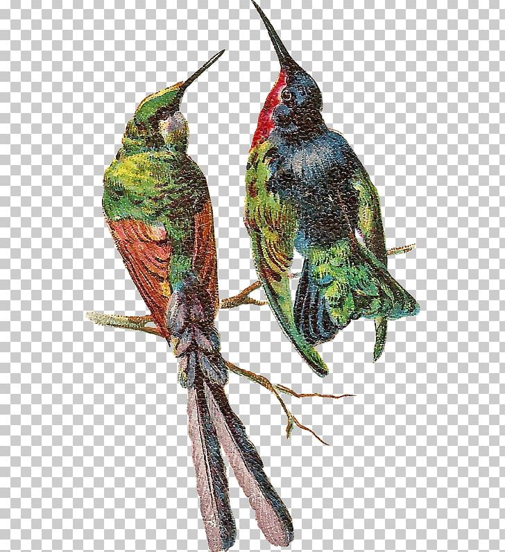 PhotoScape Bird GIMP PNG, Clipart, Beak, Beautiful, Beautiful Birds, Bird, Blog Free PNG Download