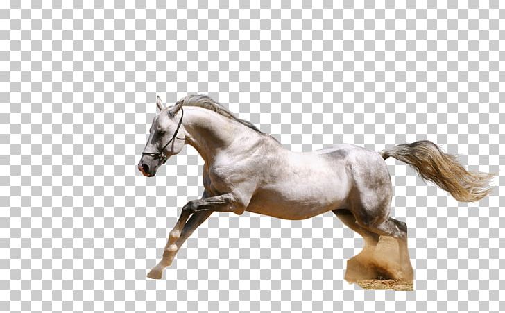 Arabian Horse Andalusian Horse White PNG, Clipart, Andalusian Horse, Animal, Animals, Arabian Horse, Bit Free PNG Download