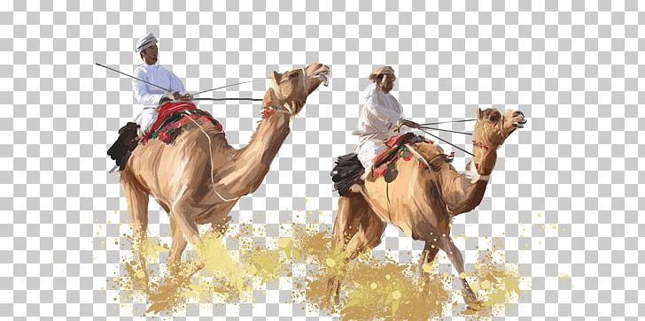 Dromedary Ecoregion Wildlife Camel PNG, Clipart, Arabian Camel, Camel, Camel Like Mammal, Dromedary, Ecoregion Free PNG Download
