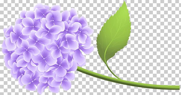Hydrangea PNG, Clipart, Clipart, Clip Art, Download, Floral Design, Flower Free PNG Download