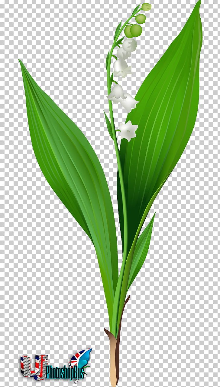 Lily Of The Valley Lilium 'Stargazer' PNG, Clipart, Central Valley, Clip Art, Flower, Grass, Grass Family Free PNG Download