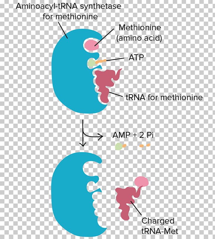 Transfer RNA Aminoacyl-tRNA Ribosome Translation Amino Acid PNG, Clipart, Amino Acid, Aminoacyltrna, Aminoacyl Trna Synthetase, Anticodon, Area Free PNG Download