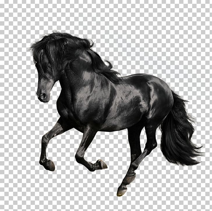 Andalusian Horse American Quarter Horse Arabian Horse Gallop Stallion PNG, Clipart, Animals, Black, Black Hair, Black White, Horse Free PNG Download